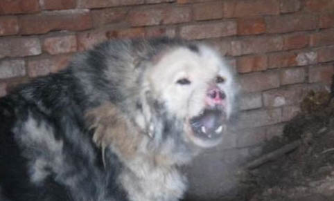 斗牛獒犬癫疯怎么处理