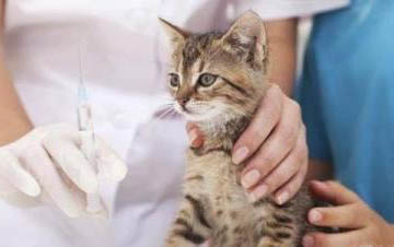 猫咪能用红霉素软膏吗