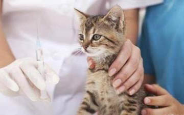 猫咪感冒能自愈吗？