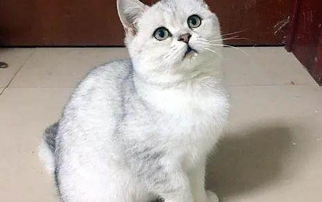 猫咪为什么老吃鱼