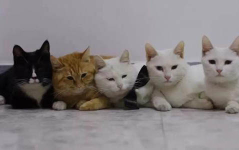 母猫一般几个月可以生孩子