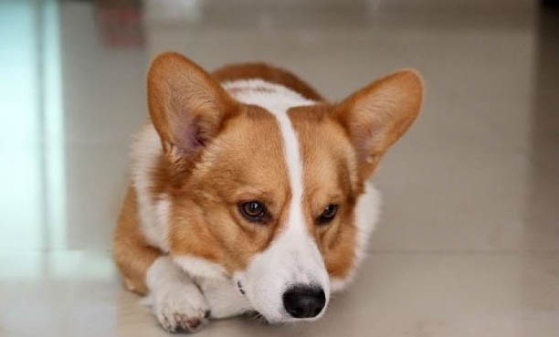 柯基犬一天喂几次?