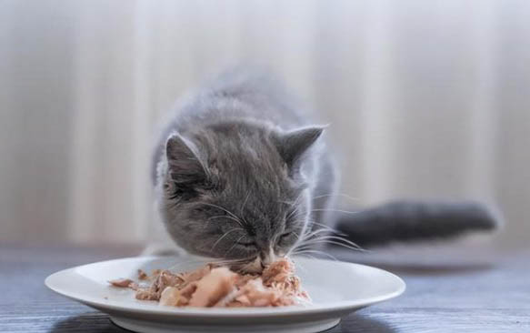 猫咪吐黄水不吃东西的原因？