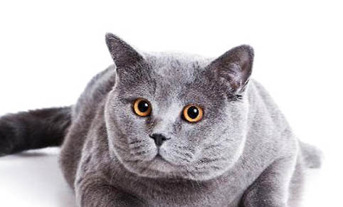猫咪怀孕有什么症状表现