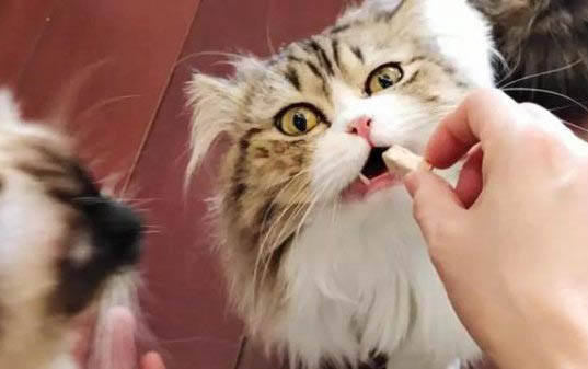 猫咪经常喜欢咬人怎么办