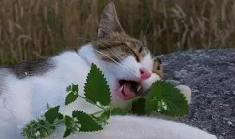 猫没食欲没精神消瘦一直喝水