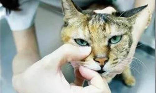 猫的眼睛流褐色分泌物怎么办