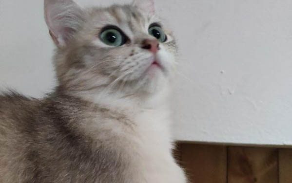 小猫尿道流血