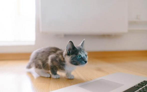 一个月的小猫喂多少毫升奶