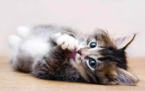 猫滴虫症状?猫咪得了滴虫病会自愈吗?