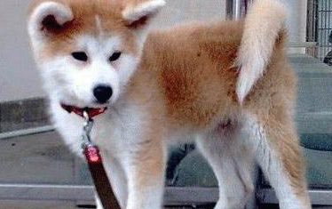 日本秋田犬眼睛有眼屎是什么原因引起的