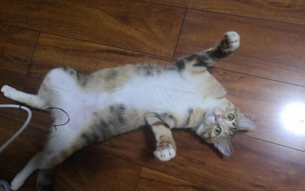 500元以内的猫品种有哪些
