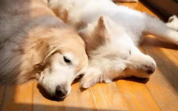 狗狗为什么总舔自己