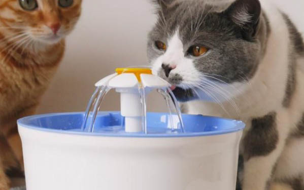 猫咪身上有虫子黑色的怎么办