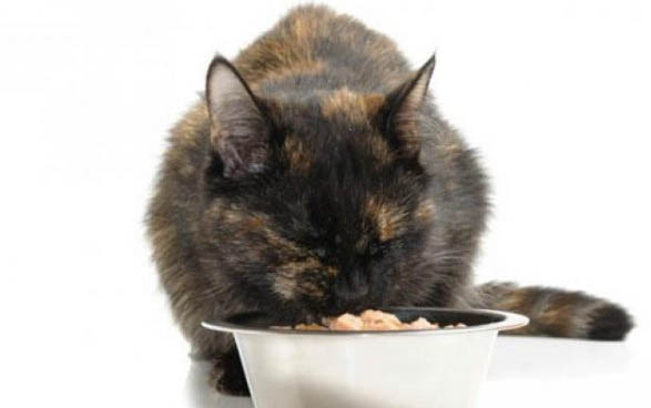 四个月的小猫咪多少斤正常
