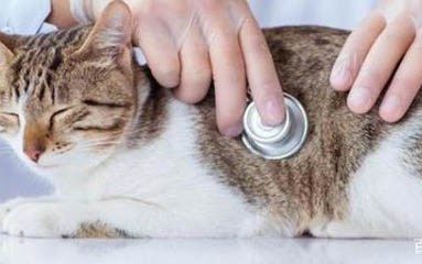 猫薄荷能给猫吃吗?