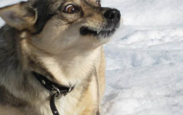 土狼狗特征有哪些