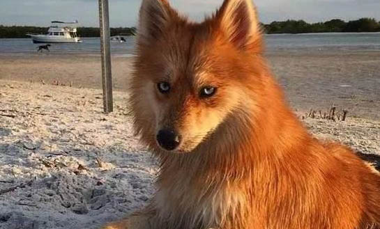 怎么判断维兹拉犬得了什么病