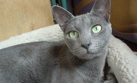 出差十天猫咪放在家里可以吗