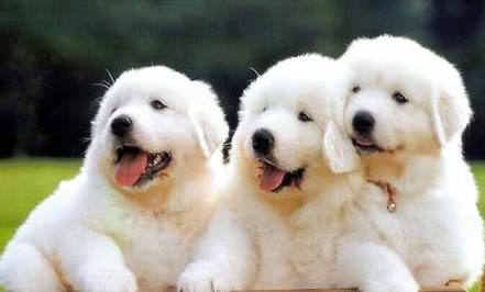 大白熊犬为什么禁养