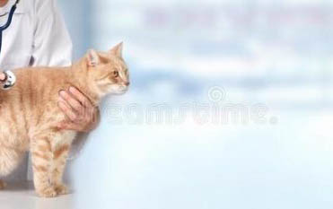 猫可不可以吃巧克力?