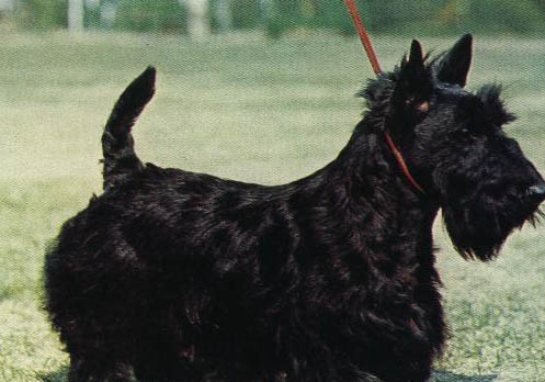 苏格兰牧羊犬蹭屁股的原因及处理方法