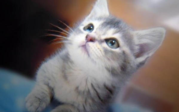 猫咪老是打喷嚏?这可能是原因!
