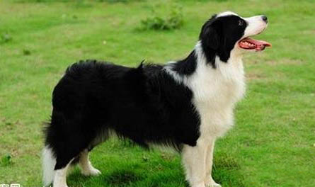 边牧犬如何饲养?