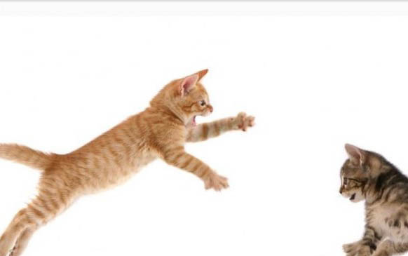 小猫口吐白沫什么原因?