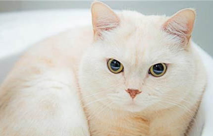 猫咪旋转是为什么会吐食物