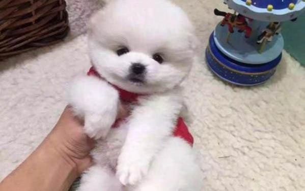 世界十大大型犬排名