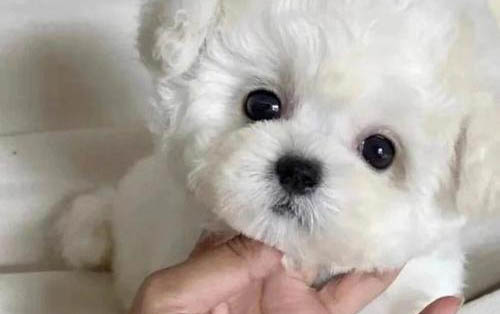 怎样看比熊幼犬纯不纯?