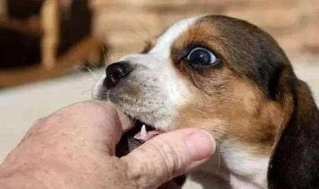 幼犬受凉的症状