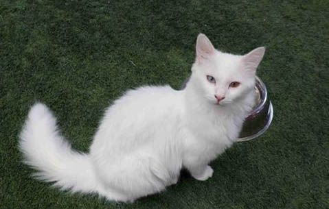 土耳其梵猫呕吐拉肚子的原因及处理方法