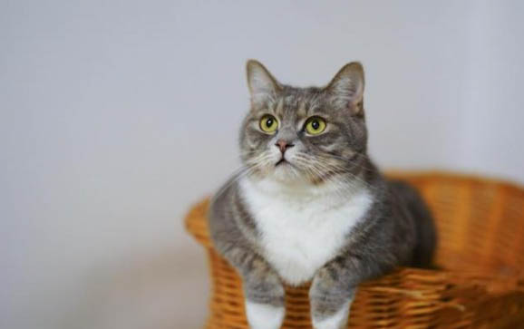 刚养的小猫咪一直叫个不停是怎么回事呀