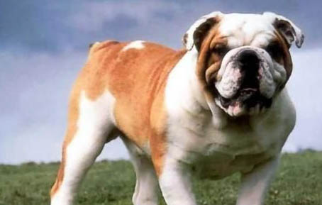 狗狗迅速消瘦可能是什么病