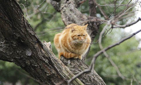 怎么训练猫咪不上床