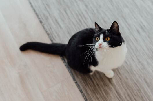 50天的小猫咪怎么喂养好