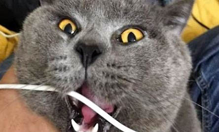 为什么猫咪爱用舌头舔人