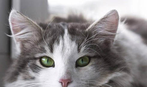 猫咪有眼屎怎么处理