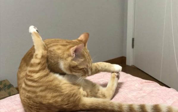 猫咪驱虫必须关起来吗