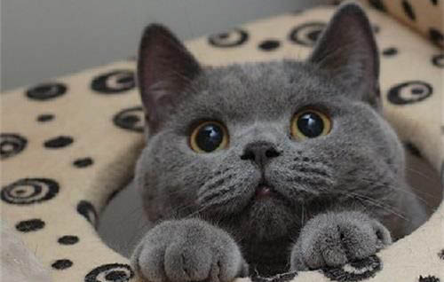猫慢性肾衰竭早期症状是什么