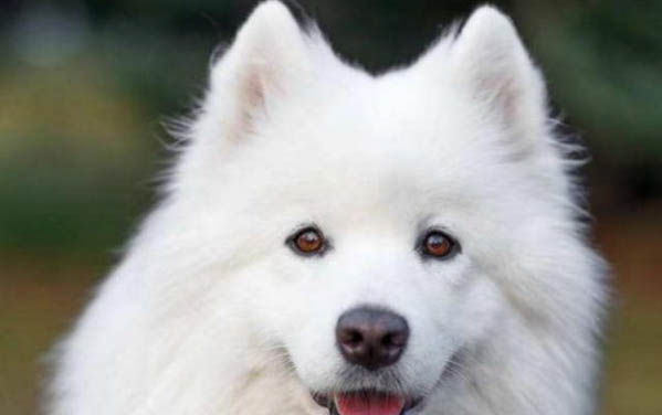 萨摩耶犬与银狐犬和博美犬的区别
