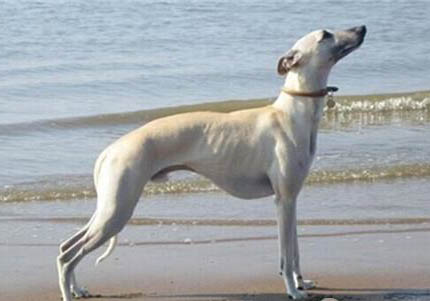 惠比特犬如何训练