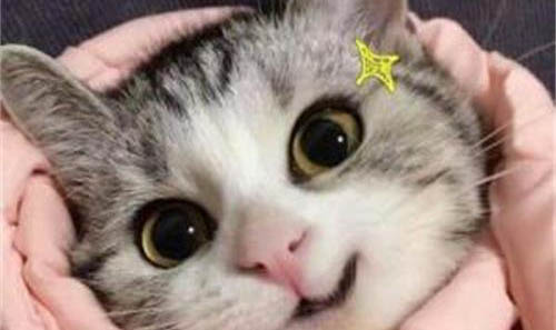 布偶猫哪个颜色最贵啊