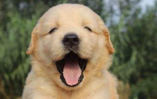 高加索幼犬怎么挑选