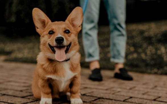 狗狗怀孕能吃鸡肉吗