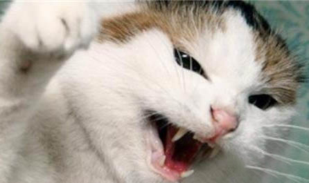 猫咪吃鹌鹑蛋能不能吃蛋白