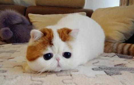 猫咪睡醒后为什么使劲甩头