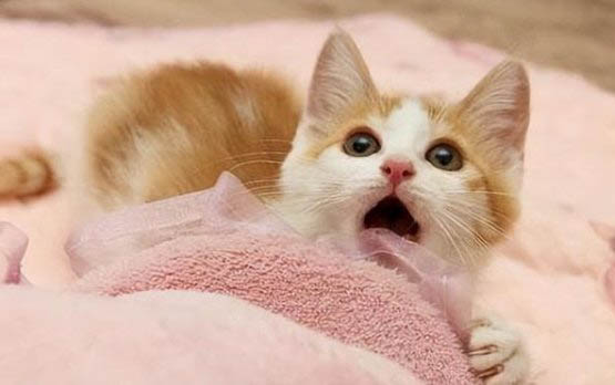 3个月大的猫咪流黄色的脓鼻涕吃什么药呢?